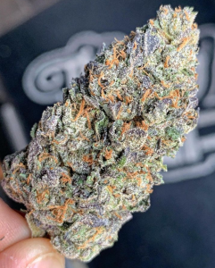 the-plug-west-amsterdam-products